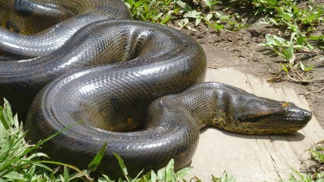 Trăn Anaconda di chuyển chậm, sống và kiếm ăn đơn độc. Trên đường tìm kiếm thức ăn, chúng có thể biến bất cứ loài động vật nào thành mồi ngon, từ cá sấu, linh dương, bò rừng…