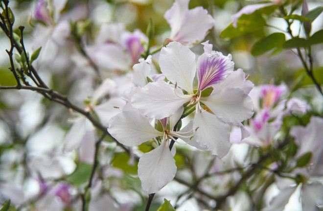 Theo truyền thuyết người Thái, một cô gái xinh đẹp tên Ban yêu chàng trai nghèo. Gia đình nàng không chấp nhận chàng trai, ra sức chia rẽ đôi lứa. Không cam chịu chia ly, hai người bỏ trốn, mong có thể sống hạnh phúc bên nhau. Không may, chàng và nàng chết đi khi tình yêu còn chưa trọn vẹn. Nàng hóa thành cây cho sắc trắng tinh khôi phơn phớt tím. Người ta lấy tên nàng đặt cho loài hoa ấy. Từ đó, câu chuyện về loài hoa mang tình yêu nồng nàn của họ sống mãi trong tim của người dân miền Tây Bắc.