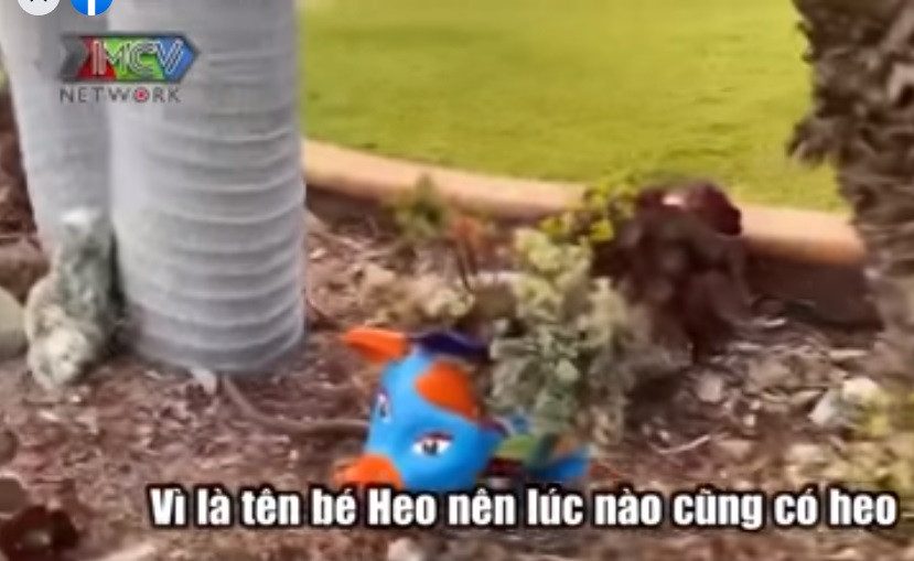 Vì thế, trong nhà riêng của vợ chồng Chí Tài tại Mỹ luôn ngập tràn những chú heo đủ loại từ làm bằng đất đến nhồi bông...