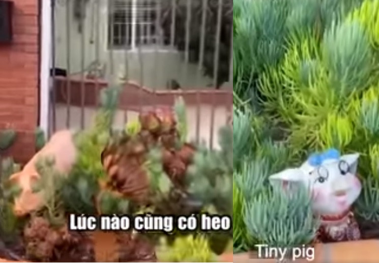 Có lẽ hình ảnh đáng yêu ấy của bà xã luôn trong tâm trí của Chí Tài, nên nam nghệ sĩ thường xuyên mua món quà kỷ niệm là những chú heo xinh xắn sau mỗi chuyến lưu diễn về.