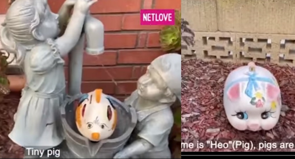 Mọi ngóc ngách ở sân trước nhà đều được tô điểm bởi những chú heo đất với đủ kích cỡ.