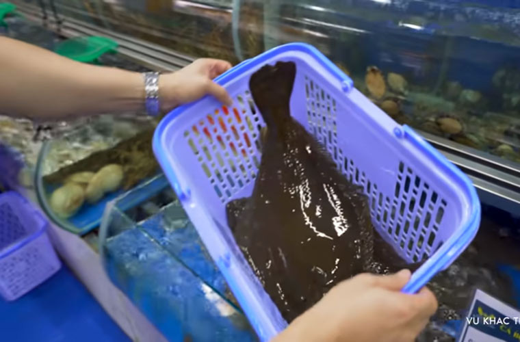 Tiếp đó Vũ Khắc Tiệp chọn 1 con cá bơn để làm sashimi.