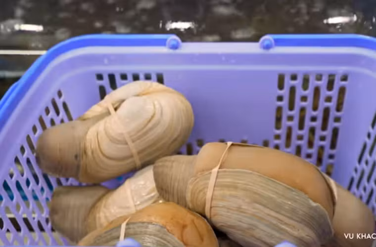 Rổ ốc vòi voi Vũ Khắc Tiệp chọn.