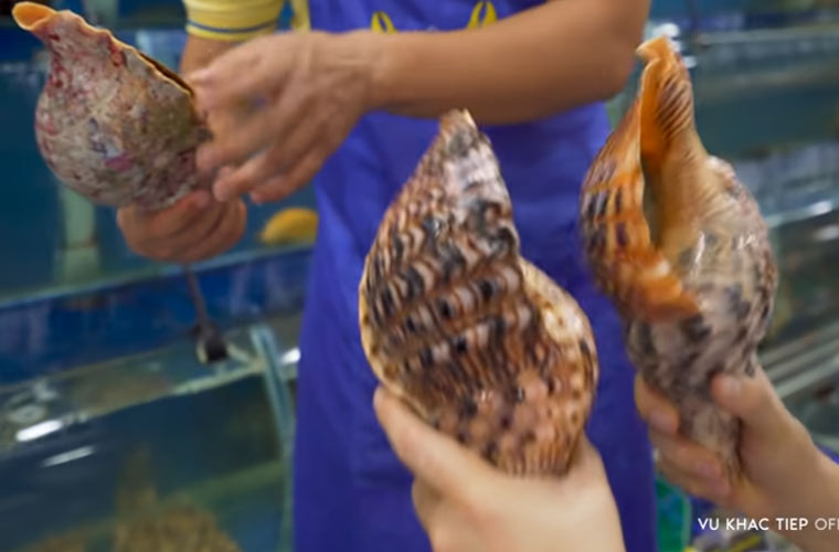 Ông trùm chân dài chọn hai con ốc hoàng hậu to nhất cửa hàng.