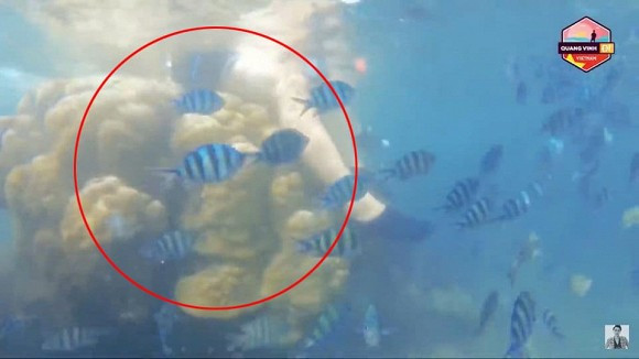 Hình ảnh Quang Vinh ngồi lên san hô ở Phú Quốc được diễn đàn của Trung tâm Cứu hộ sinh vật biển thuộc nhóm Cứu hộ sinh vật biển hoang dã SASA (SST) đăng tải lại, kèm theo đó là bài viết bày tỏ sự thất vọng trước hành động làm ảnh hưởng tới những sinh vật biển của hai ca sĩ.