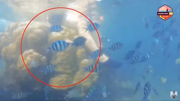 Hình ảnh Quang Vinh ngồi lên san hô ở Phú Quốc được diễn đàn của Trung tâm Cứu hộ sinh vật biển thuộc nhóm Cứu hộ sinh vật biển hoang dã SASA (SST) đăng tải lại, kèm theo đó là bài viết bày tỏ sự thất vọng trước hành động làm ảnh hưởng tới những sinh vật biển của hai ca sĩ.