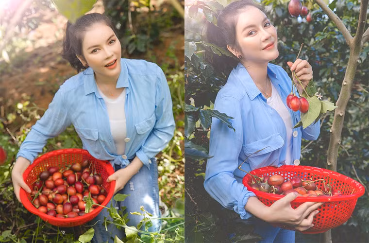 Khác với vẻ sang trọng, kiều diễm mỗi khi đi dự sự kiện, Lý Nhã Kỳ của đời thường lại thích những style đơn giản. Cô mặc quần jeans, áo thun, khoác ngoài áo sơ mi vào nông trại của mình ở Đà Lạt thu hoạch rau, cà chua.