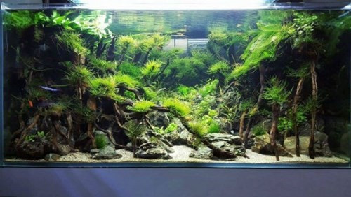 Thu choi thuy sinh dat do me hoac dan Ha thanh-Hinh-7