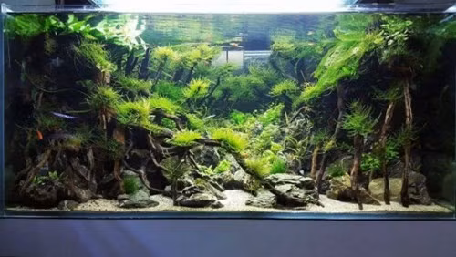 Thu choi thuy sinh dat do me hoac dan Ha thanh-Hinh-7