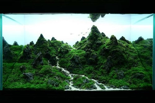 Thu choi thuy sinh dat do me hoac dan Ha thanh