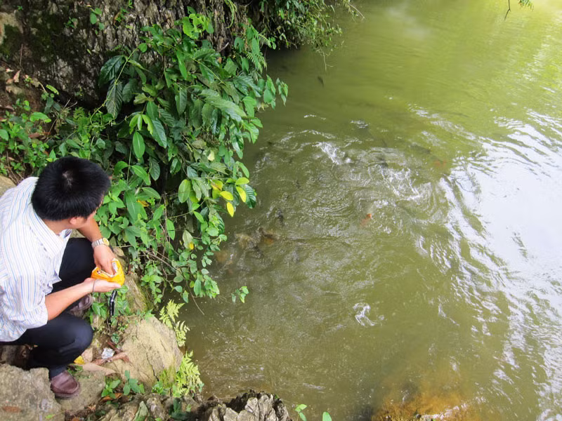 Su that ve “ca chua” deo khuyen vang o xu Thanh-Hinh-4