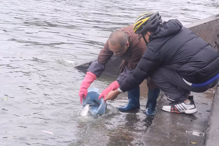 Một nhà sư ở chùa Chấn Quốc giúp người dân thả cá