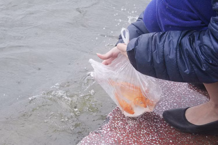 Mọi người quan niệm là thả cá ở những ao hồ trong mát sạch sẽ, để mong muốn một năm an lành và may mắn.