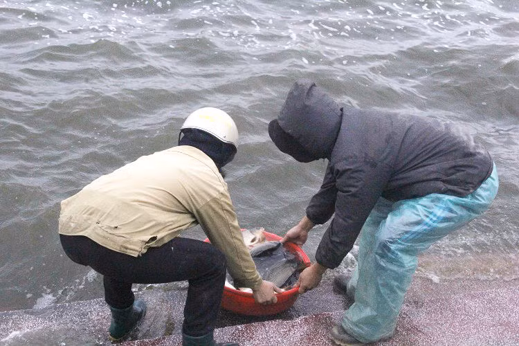 Chia sẻ với PV, một người dân sống tại Ngã Tư Sở - Đống Đa (Hà Nội) cho biết: "Gia đình tôi quan niệm, đã phóng sinh là phải phóng sinh loại cá to, khỏe vì như thế ông công ông Táo mới nhận được. Phóng sinh là để giải phóng những tồn tại của năm cũ, để năm mới thuận lợi hơn. Chính vì thế, năm nào nhà tôi cũng mang hơn 2 yến cá, ốc, lươn ra Hồ Tây để phóng sinh."