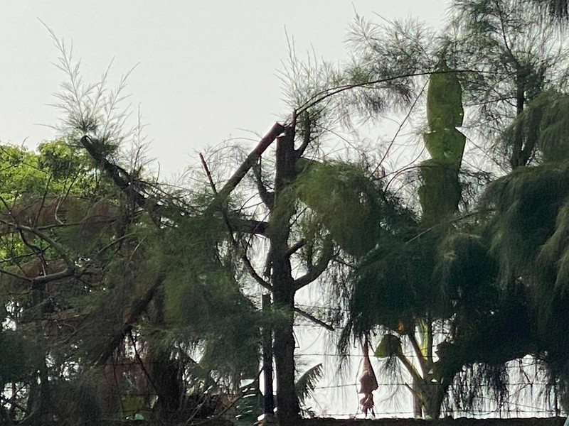 Dieu hoc sinh di tia cay nga tu vong o Hai Duong: Cach chuc Hieu truong-Hinh-2