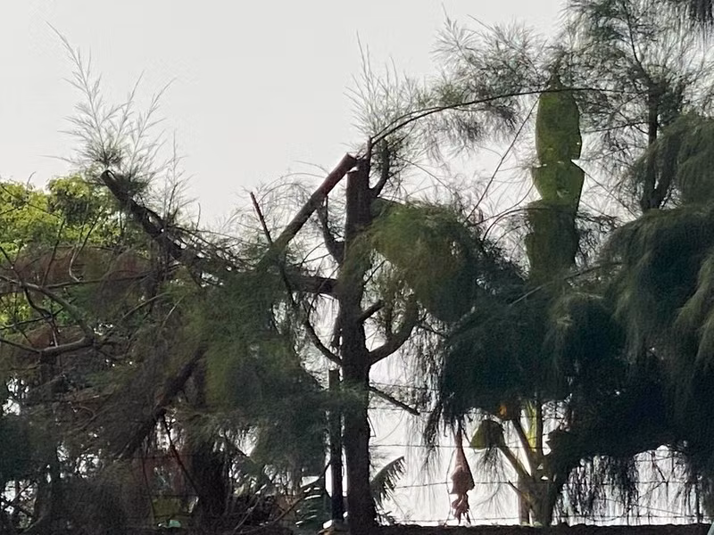 Dieu hoc sinh di tia cay nga tu vong o Hai Duong: Cach chuc Hieu truong-Hinh-2