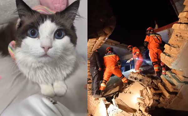 Mèo cưng hành động lạ, cứu sống chủ nhân khỏi trận động đất Meo cung hanh dong la, cuu song chu nhan khoi tran dong dat