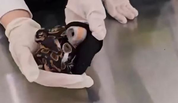 Tui quan phong bat thuong, ta hoa thay 6 con ran song