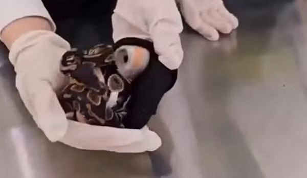 Tui quan phong bat thuong, ta hoa thay 6 con ran song