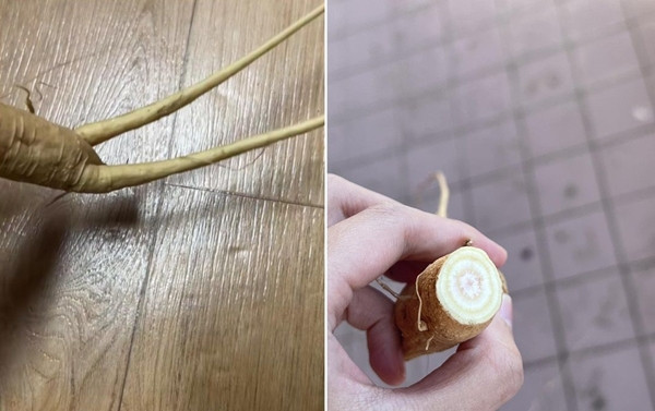 Dao duoc “nhan sam”, co gai hon me suyt chet vi dieu nay