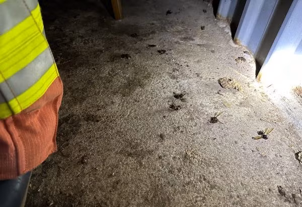 Nghe tieng dong la, nguoi dan ong ngung tim vi “quai vat” tan cong