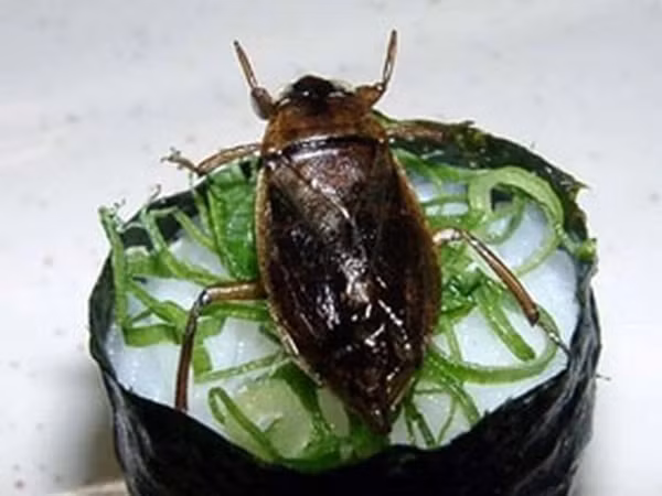 Để làm món này, những miếng sushi được làm theo công thức quen thuộc nhưng thay vì dùng thịt hay hải sản để làm topping, người ta sẽ đặt những con gián chiên giòn lên trên.