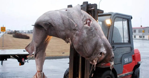 Đây là món đặc sản được những người Viking nghĩ ra. Do cá mập Greenland sinh sống ở vùng biển lạnh lẽo nên cơ thể phải tự tiết ra một loại chất đặc biệt để giữ ấm, khiến chúng không bị đóng băng. Loại chất này đối với con người vô cùng độc. Vậy nên nếu muốn chế biến cá mập thì phải tìm cách khử hết độc tố ra ngoài.