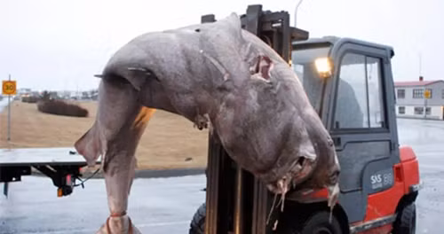 Đây là món đặc sản được những người Viking nghĩ ra. Do cá mập Greenland sinh sống ở vùng biển lạnh lẽo nên cơ thể phải tự tiết ra một loại chất đặc biệt để giữ ấm, khiến chúng không bị đóng băng. Loại chất này đối với con người vô cùng độc. Vậy nên nếu muốn chế biến cá mập thì phải tìm cách khử hết độc tố ra ngoài.