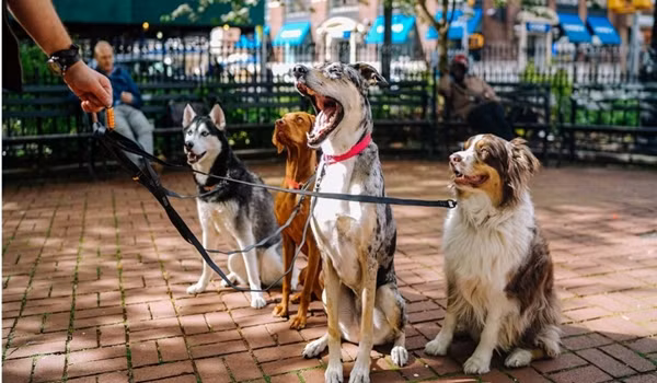 Song mot minh cung dan cho cung, nguoi dan ong gap hoa kinh hai