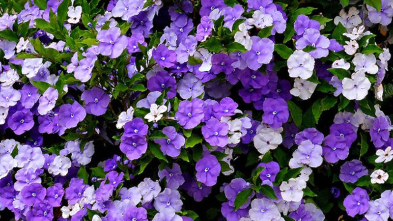 Hoa nhài Nhật hay còn gọi là nhài Nhật, nhài hai màu hay cà hoa xanh. có tên khoa học là Brunfelsia pauciflora, họ Cà (Solanaceae). Loài hoa này có nguồn gốc từ vùng nhiệt đới Châu Mỹ.