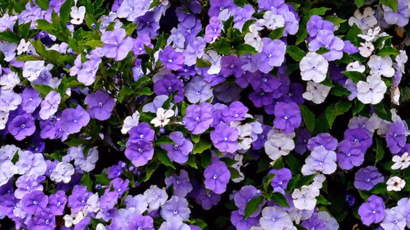 Hoa nhài Nhật hay còn gọi là nhài Nhật, nhài hai màu hay cà hoa xanh. có tên khoa học là Brunfelsia pauciflora, họ Cà (Solanaceae). Loài hoa này có nguồn gốc từ vùng nhiệt đới Châu Mỹ.