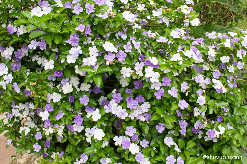 Tuy nhiên, cây không liên quan tới hoa nhài mà có họ hàng với hoa dạ yến thảo hay dạ lý hương.