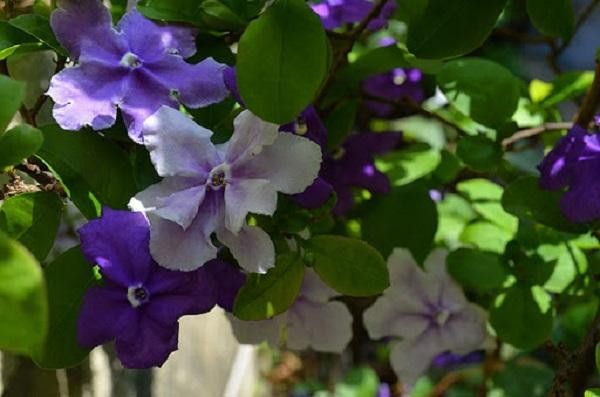 Sự độc đáo của nhài Nhật là nó có 2-3 màu hoa trên 1 cây. Hoa nở vào mùa xuân, trên cành phủ đầy những bông hoa nhỏ xanh lam, màu tím và trắng rất đẹp và có hương thơm dịu ngọt.