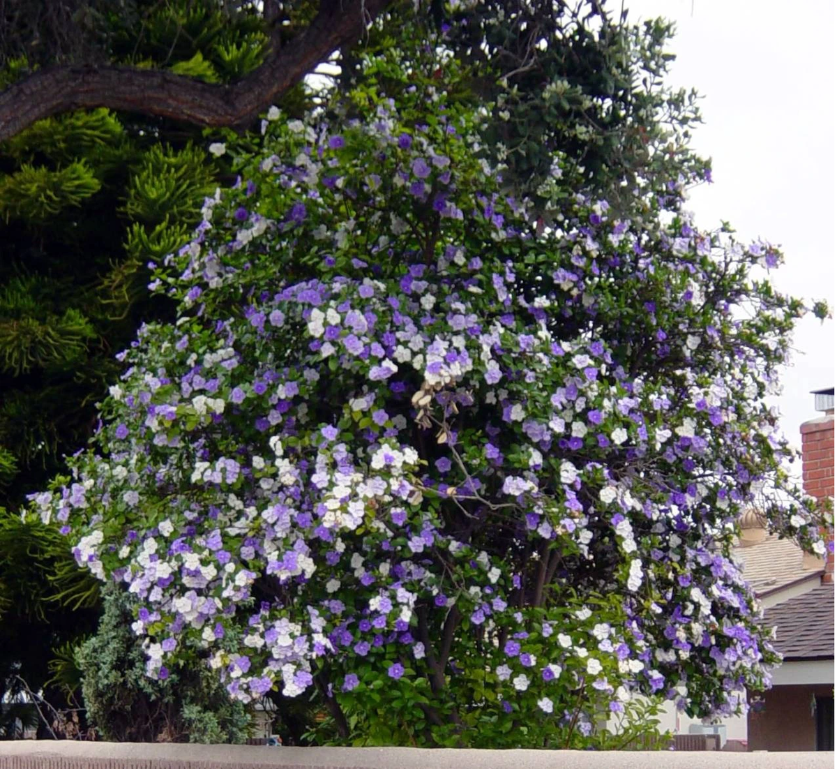 Đặc biệt, cây còn có cái tên không thể ấn tượng hơn là: Hôm qua, hôm nay và ngày mai (xuất phát từ tiếng Anh: Yesterday-today and tomorrow).