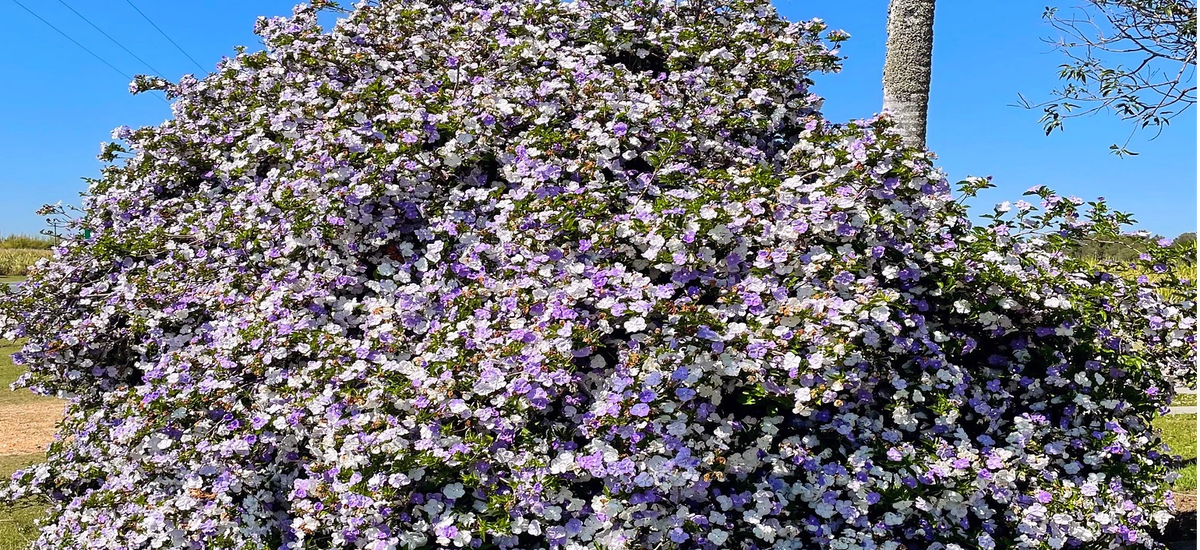 Sắc trắng trên từng cánh hoa lài Nhật lại tượng trưng cho sự thuần khiết, trong sáng và nét đẹp tinh khôi của một người con gái.