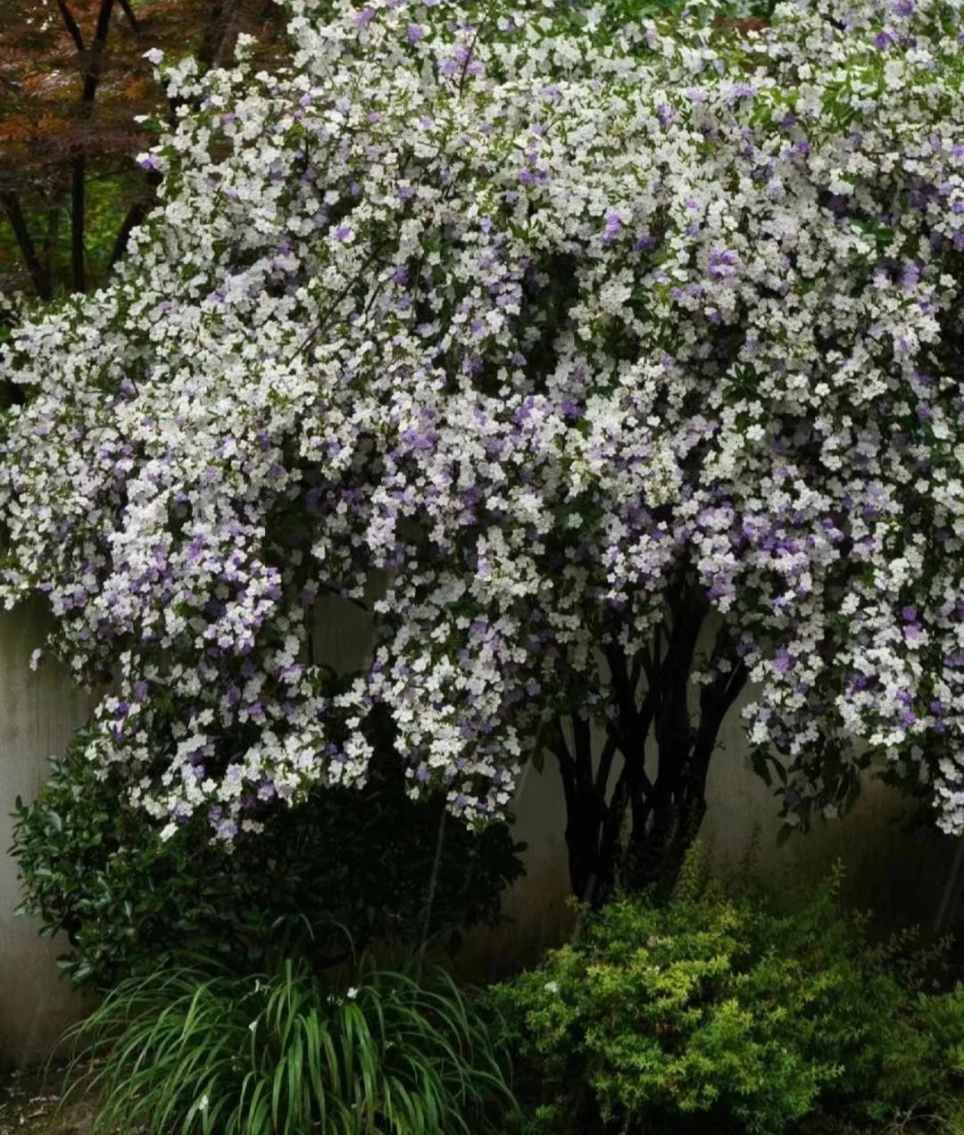 Cũng chính vì sự chuyển đổi màu sắc theo thời gian này, mà hoa nhài Nhật mang một triết lý nhân sinh vô cùng sống động.