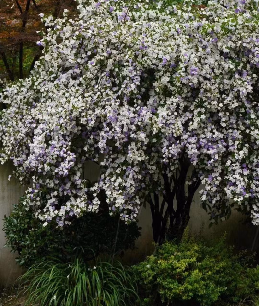 Cũng chính vì sự chuyển đổi màu sắc theo thời gian này, mà hoa nhài Nhật mang một triết lý nhân sinh vô cùng sống động.