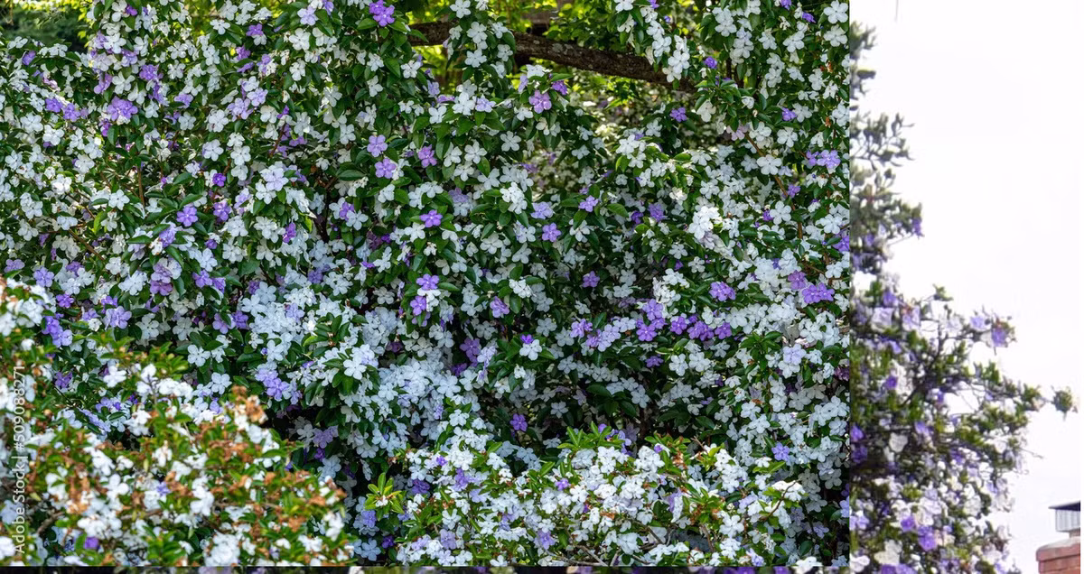 Khi mới nở, hoa có màu xanh lam, sau đó chuyển dần sang màu tím và cuối cùng chuyển sang màu trắng.