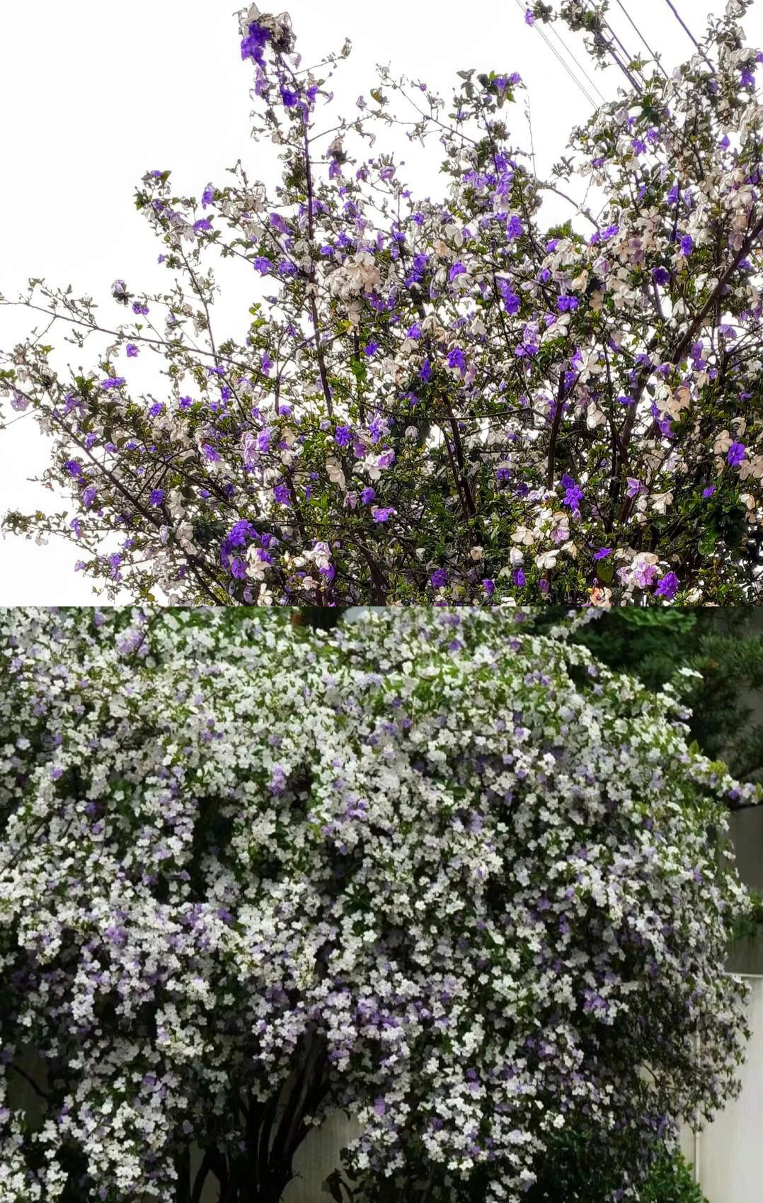 Về phong thủy, cây cảnh này cũng có nhiều ý nghĩa sâu sắc. Theo đó, sắc tím trên cánh hoa lài Nhật tượng trưng cho sự chung thủy, niềm hạnh phúc trong tình yêu đôi lứa.