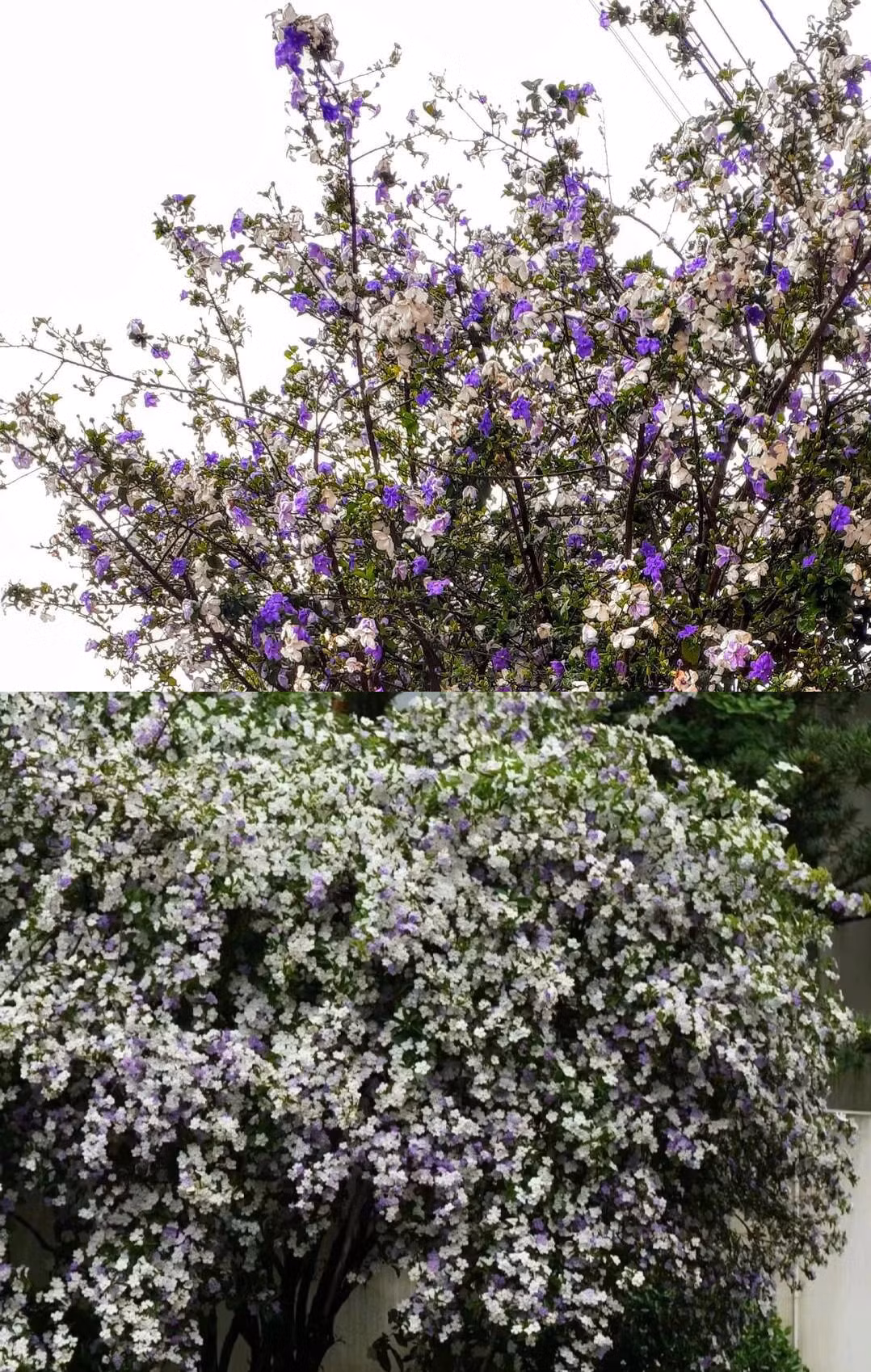 Về phong thủy, cây cảnh này cũng có nhiều ý nghĩa sâu sắc. Theo đó, sắc tím trên cánh hoa lài Nhật tượng trưng cho sự chung thủy, niềm hạnh phúc trong tình yêu đôi lứa.