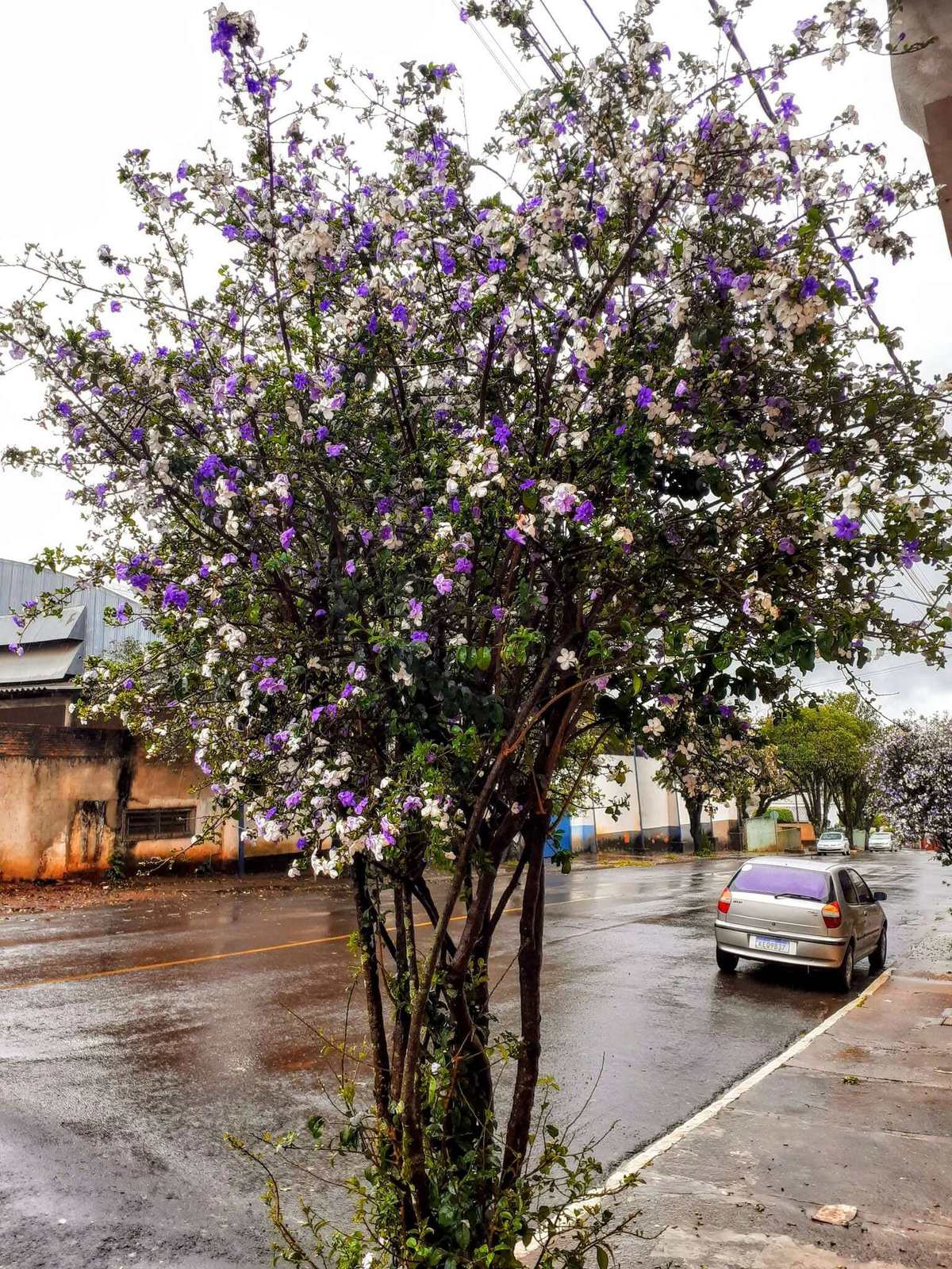 Ở góc độ khoa học, nguyên nhân khiến hoa nhài Nhật đổi màu là do anthocyanin trong dịch tế bào của cánh hoa sẽ thay đổi theo cường độ ánh sáng mặt trời, nhiệt độ môi trường, độ pH của đất.