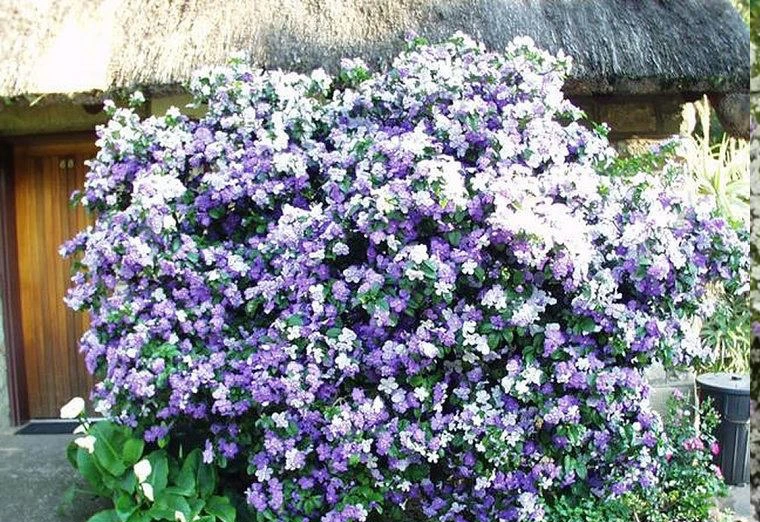 Hoa nhài Nhật có thể nở quanh năm, hoa có thể duy trì tới 2 tuần mới tàn. Cây không chỉ có cái tên dài nhất, mà hoa nở cũng thuộc top bền nhất.