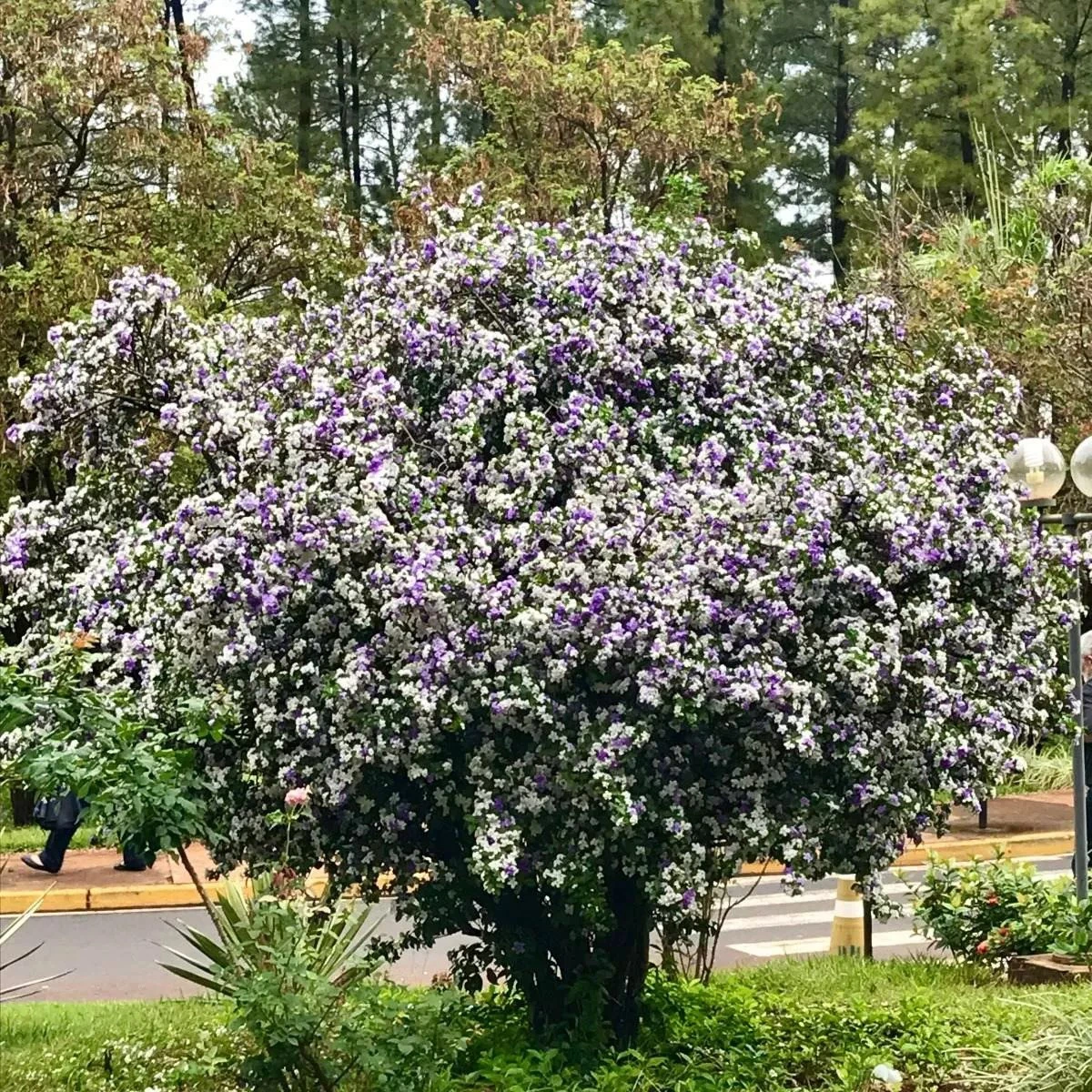 Nhìn chung, cây nhài Nhật mang ý nghĩa may mắn, tốt lành, thịnh vượng cho gia chủ. Gần đây, loại hoa này được nhiều người yêu thích và săn đón, vào dịp Tết, giá của những cây đẹp lên tới cả gần trăm triệu đồng.