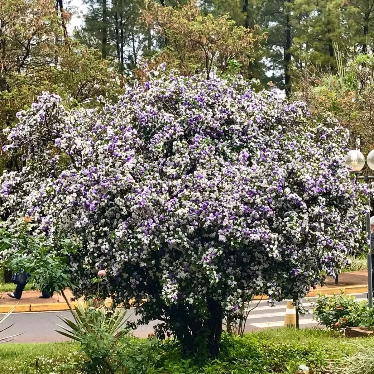 Nhìn chung, cây nhài Nhật mang ý nghĩa may mắn, tốt lành, thịnh vượng cho gia chủ. Gần đây, loại hoa này được nhiều người yêu thích và săn đón, vào dịp Tết, giá của những cây đẹp lên tới cả gần trăm triệu đồng.