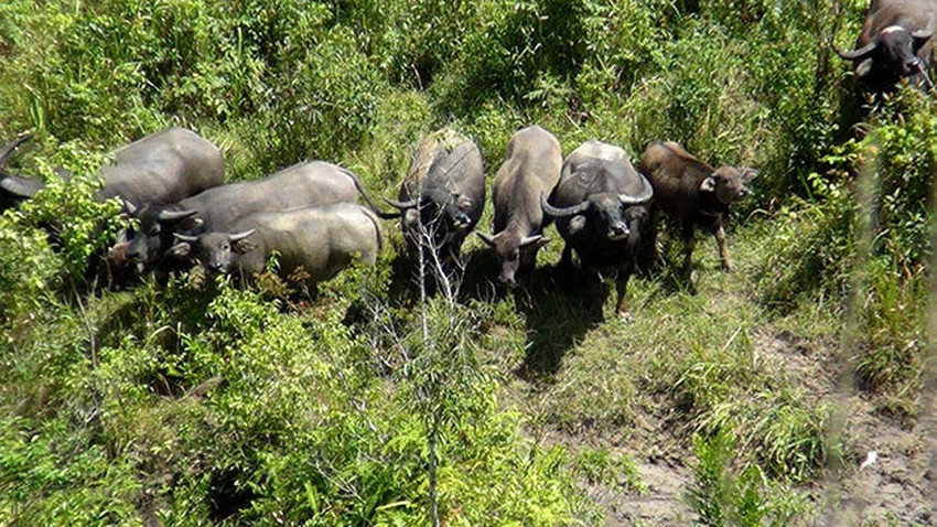 Theo hồ sơ vụ án, ngày 27/7/2014, chị Âu Thị Ninh (40 tuổi, ở thôn Độc Lập, xã Đội Bình, huyện Yên Sơn, tỉnh Tuyên Quang) lên đồi chăn trâu, nhưng đến đêm muộn, người thân vẫn không thấy chị đuổi trâu về chuồng. Đúng hôm đó, trời lại nổi mưa giông, cả nhà tìm cách liên lạc với chị Ninh nhưng không có kết quả. (Ảnh minh họa, nguồn ảnh: Pháp Luật TP HCM) 