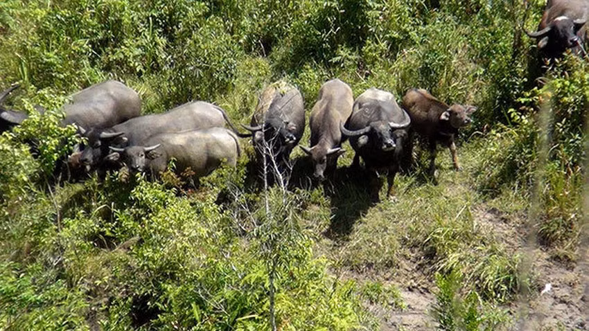 Theo hồ sơ vụ án, ngày 27/7/2014, chị Âu Thị Ninh (40 tuổi, ở thôn Độc Lập, xã Đội Bình, huyện Yên Sơn, tỉnh Tuyên Quang) lên đồi chăn trâu, nhưng đến đêm muộn, người thân vẫn không thấy chị đuổi trâu về chuồng. Đúng hôm đó, trời lại nổi mưa giông, cả nhà tìm cách liên lạc với chị Ninh nhưng không có kết quả. (Ảnh minh họa, nguồn ảnh: Pháp Luật TP HCM) 