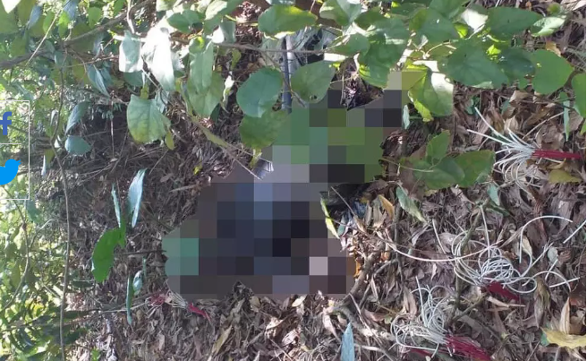 Rạng sáng 28/7, người dân phát hiện đàn trâu vẫn tha thẩn nhai cỏ giữa bãi đất trống, nhưng quanh khu vực này, không có bất kỳ dấu vết của chị Ninh. Tiếp tục tỏa đi khắp nơi, lực lượng tìm kiếm phát hiện thi thể người phụ nữ mất tích nằm sấp trong bụi rậm. (Ảnh minh hoạ, nguồn ảnh: Vietnamnet) 