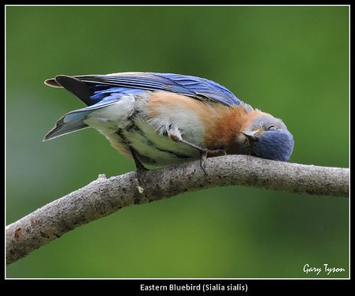 Cảm ơn cành cây bé nhỏ.