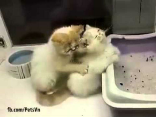 Mèo gãi ngứa cho nhau.