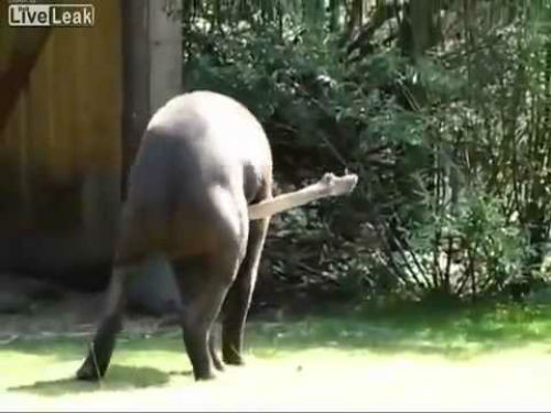 Loài heo vòi dùng chính dương vật của mình để gãi ngứa.